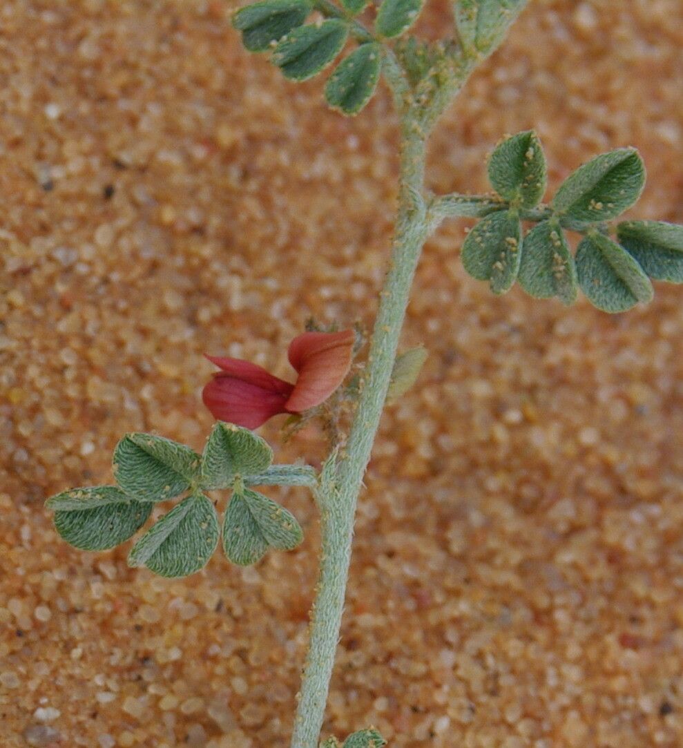 Indigofera argentea flower