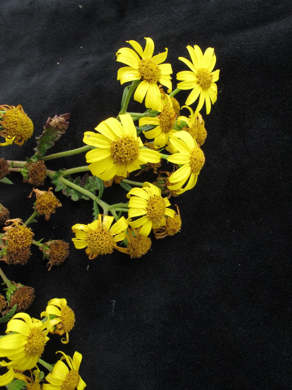 Senecio alcicornis — houseplant care guide