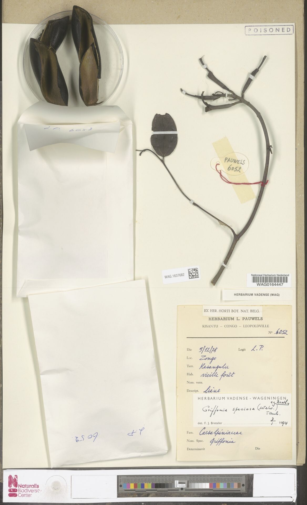 Griffonia speciosa — related species from the same genus