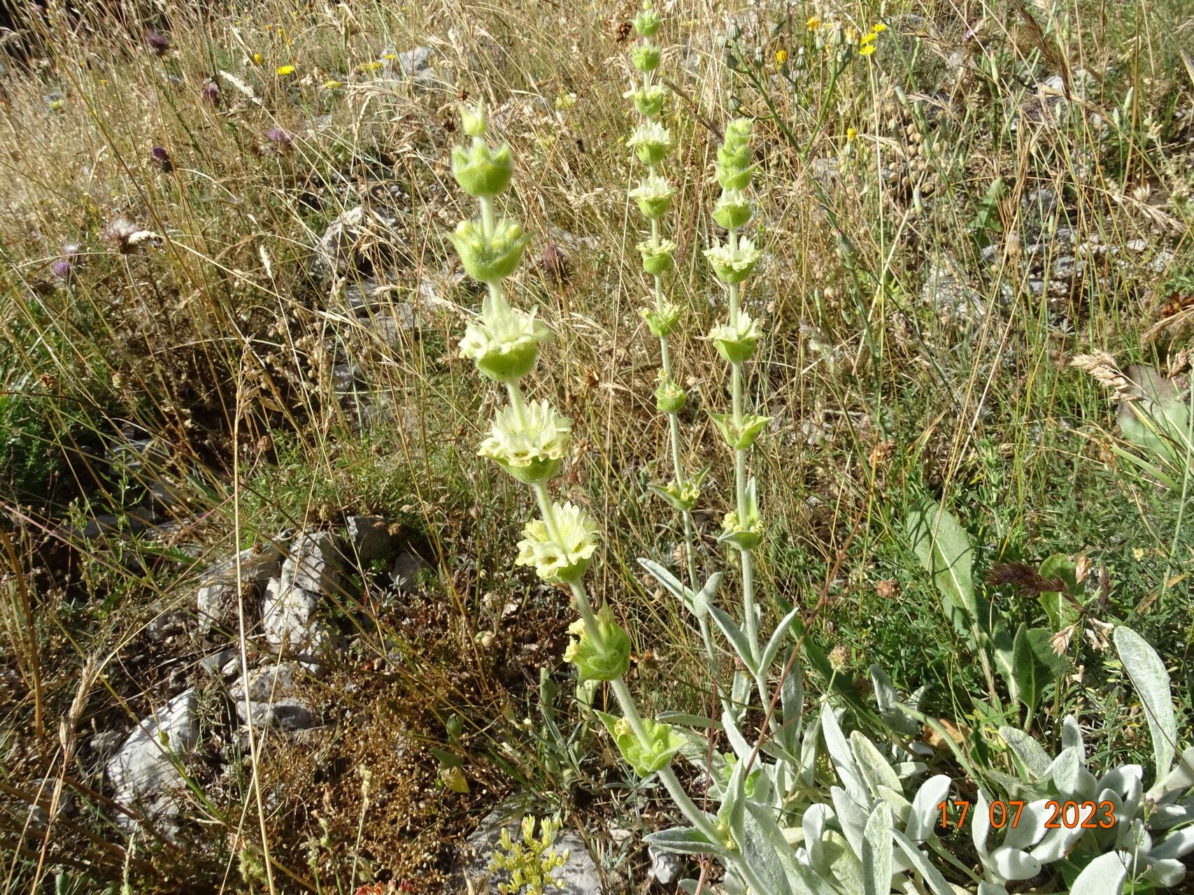 Sideritis italica other