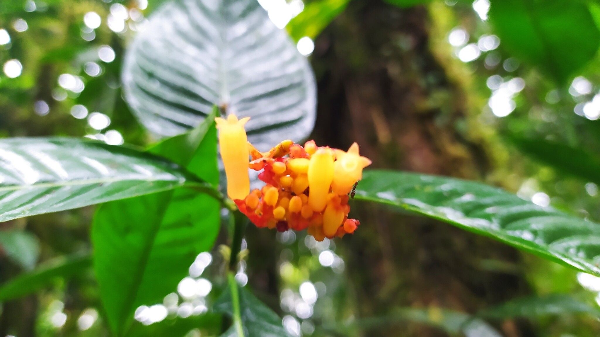 Palicourea punicea flower