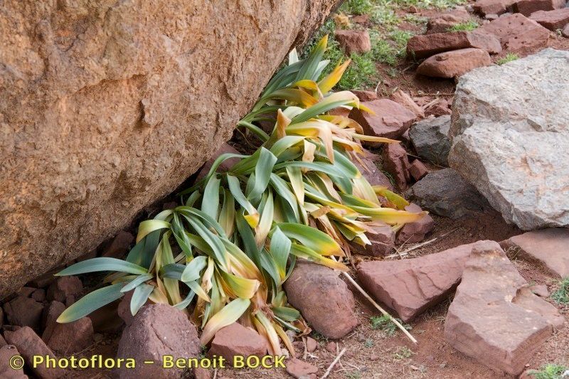 Drimia maura — search result for 'Drimia'