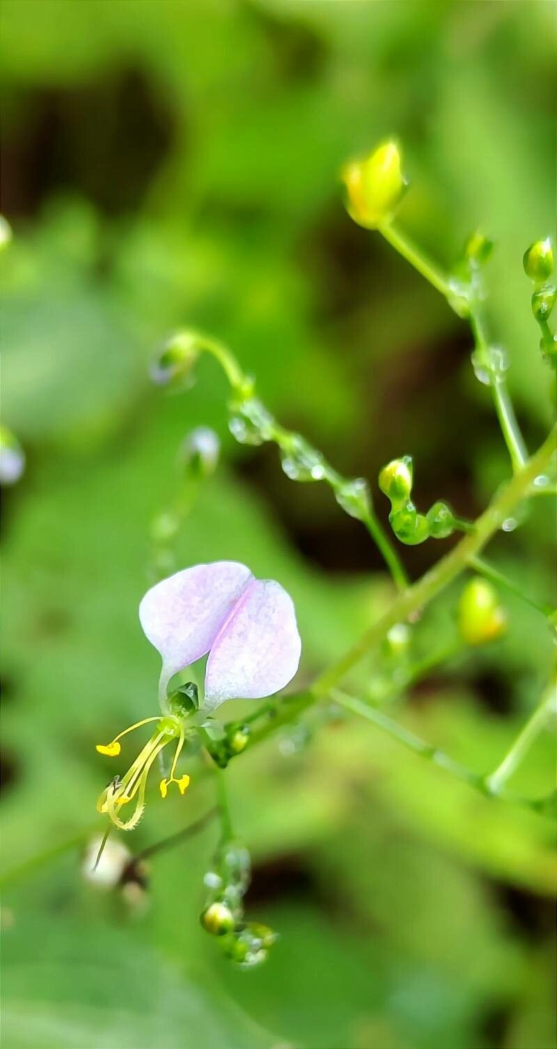 Aneilema umbrosum flower