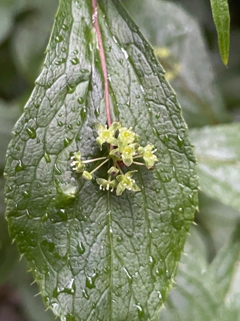 Helwingia japonica flower