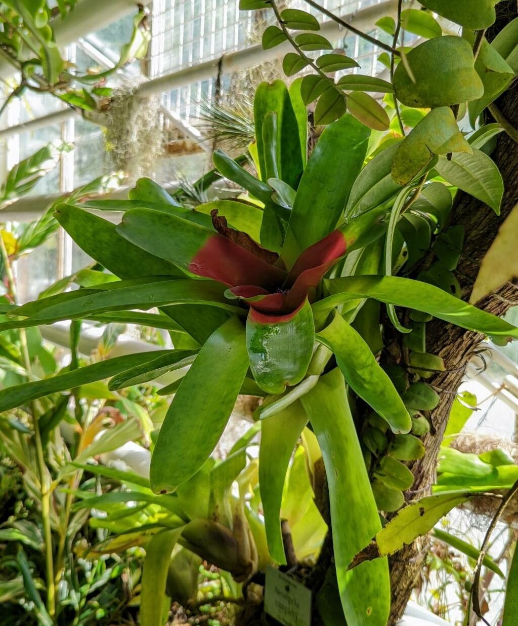 Neoregelia compacta habit