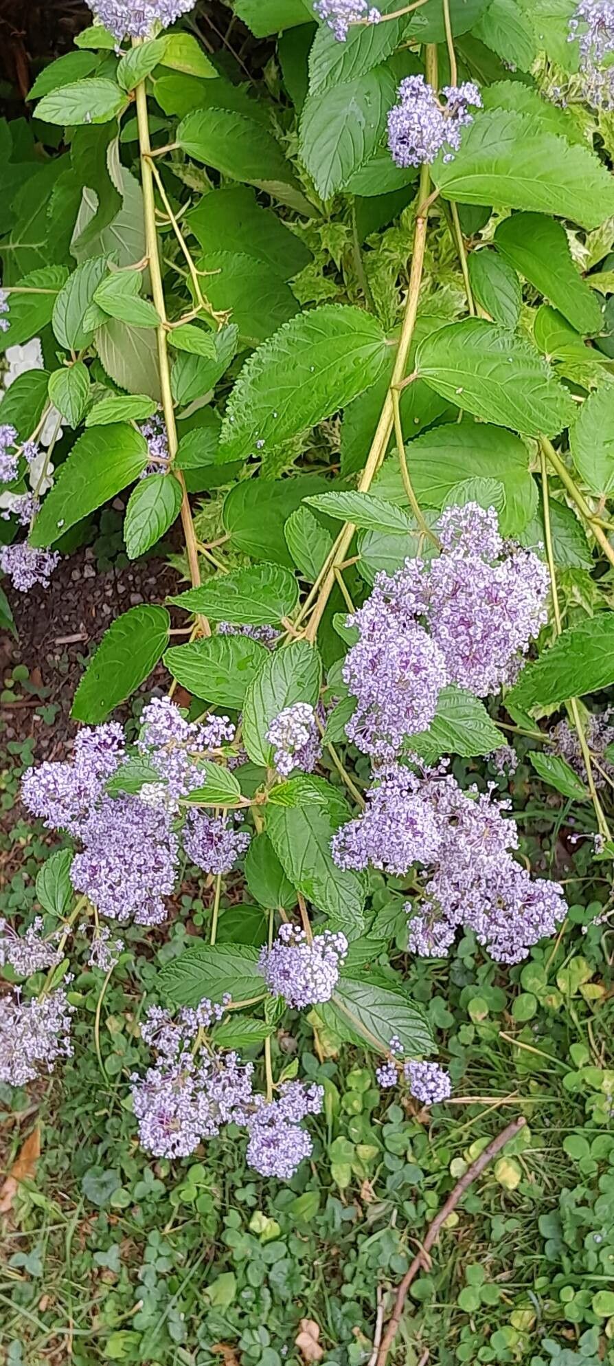Ceanothus × delileanus habit