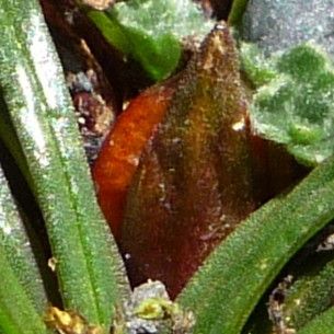 Calandrinia acaulis fruit