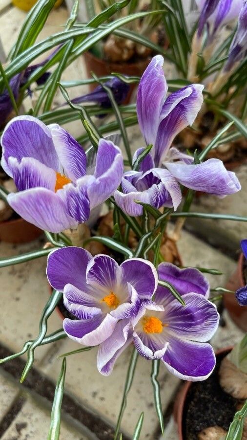 Crocus vernus flower