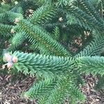 Abies cephalonica