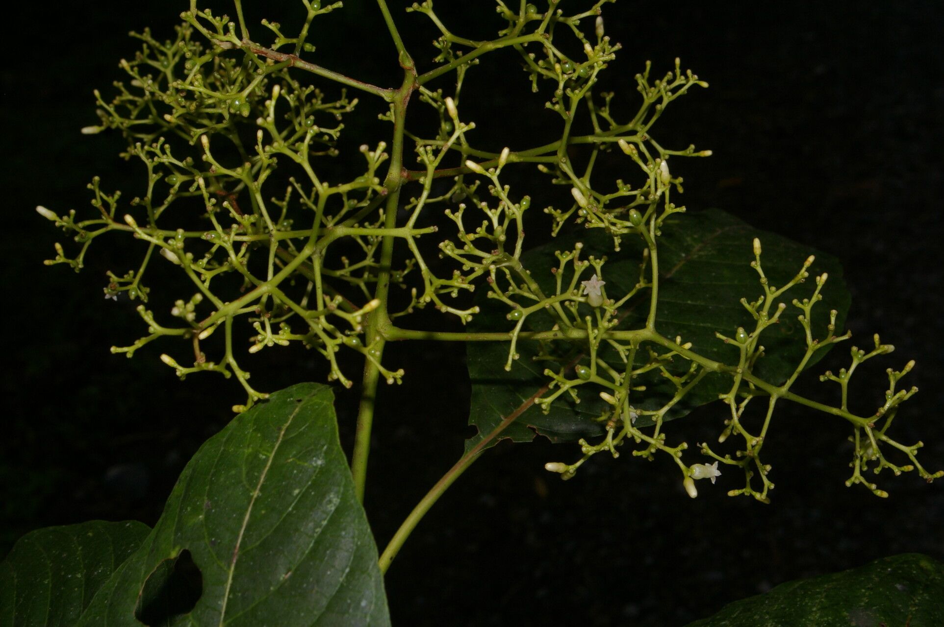 Palicourea angustiflora habit