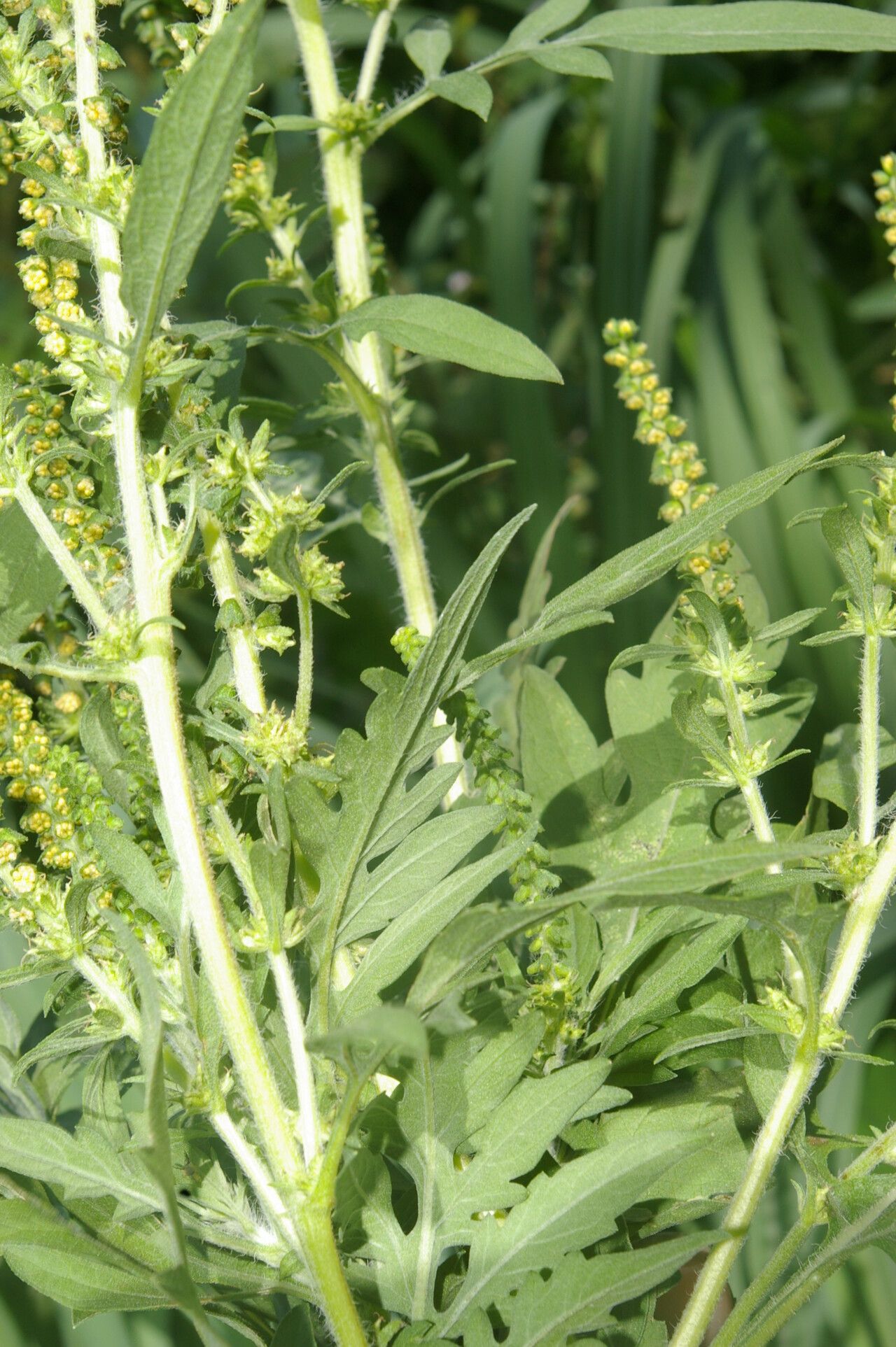 Ambrosia cumanensis habit