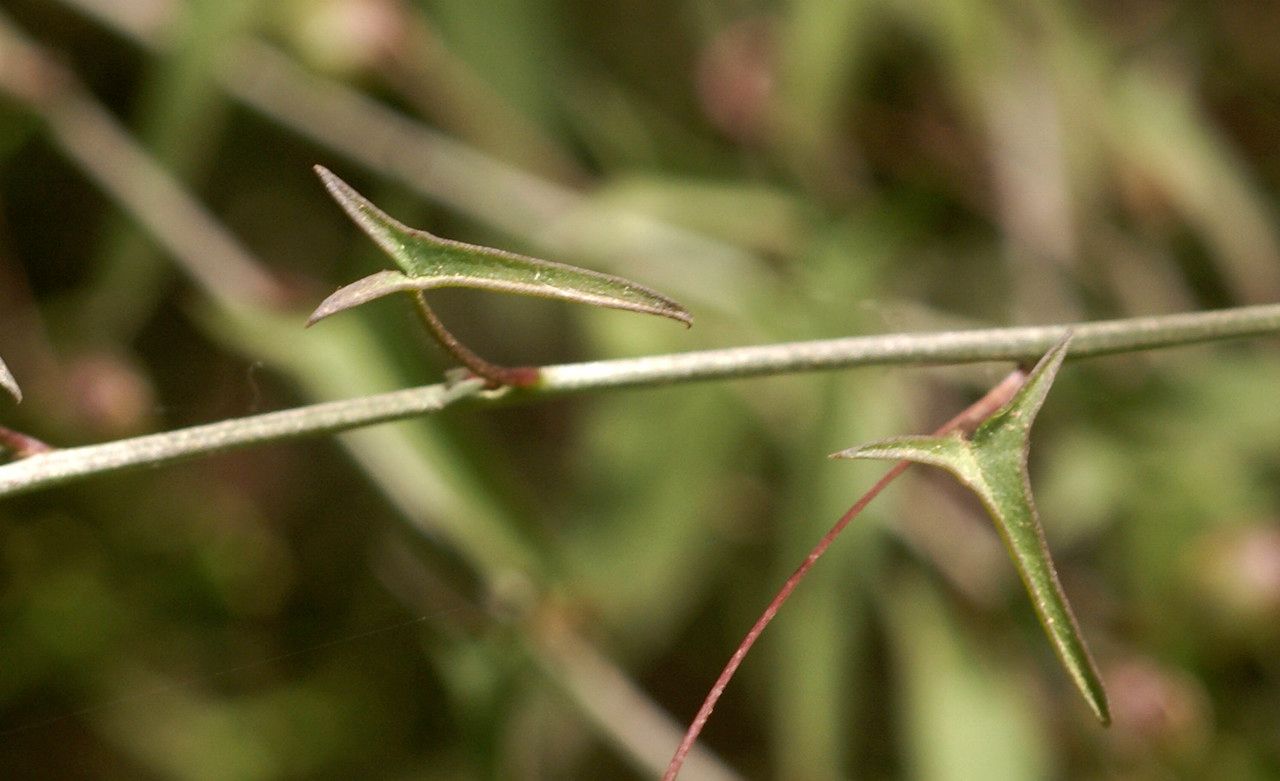 Kickxia sagittata bark