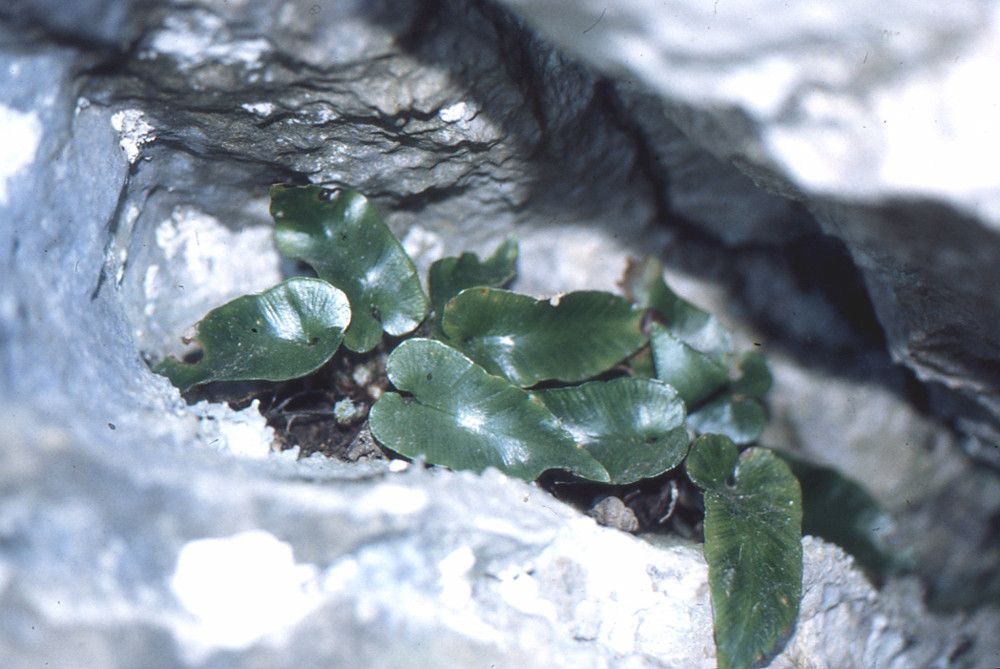 Asplenium sagittatum habit