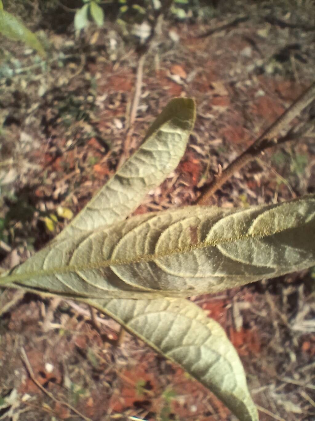 Solanum subumbellatum leaf