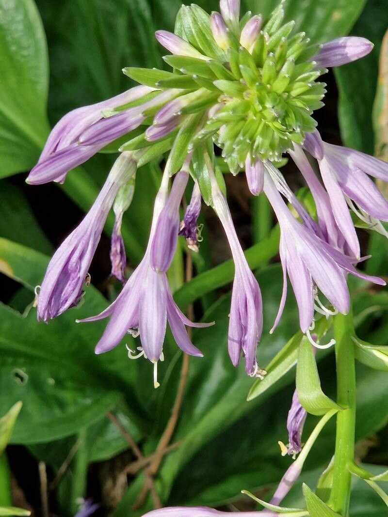 Hosta yingeri flower