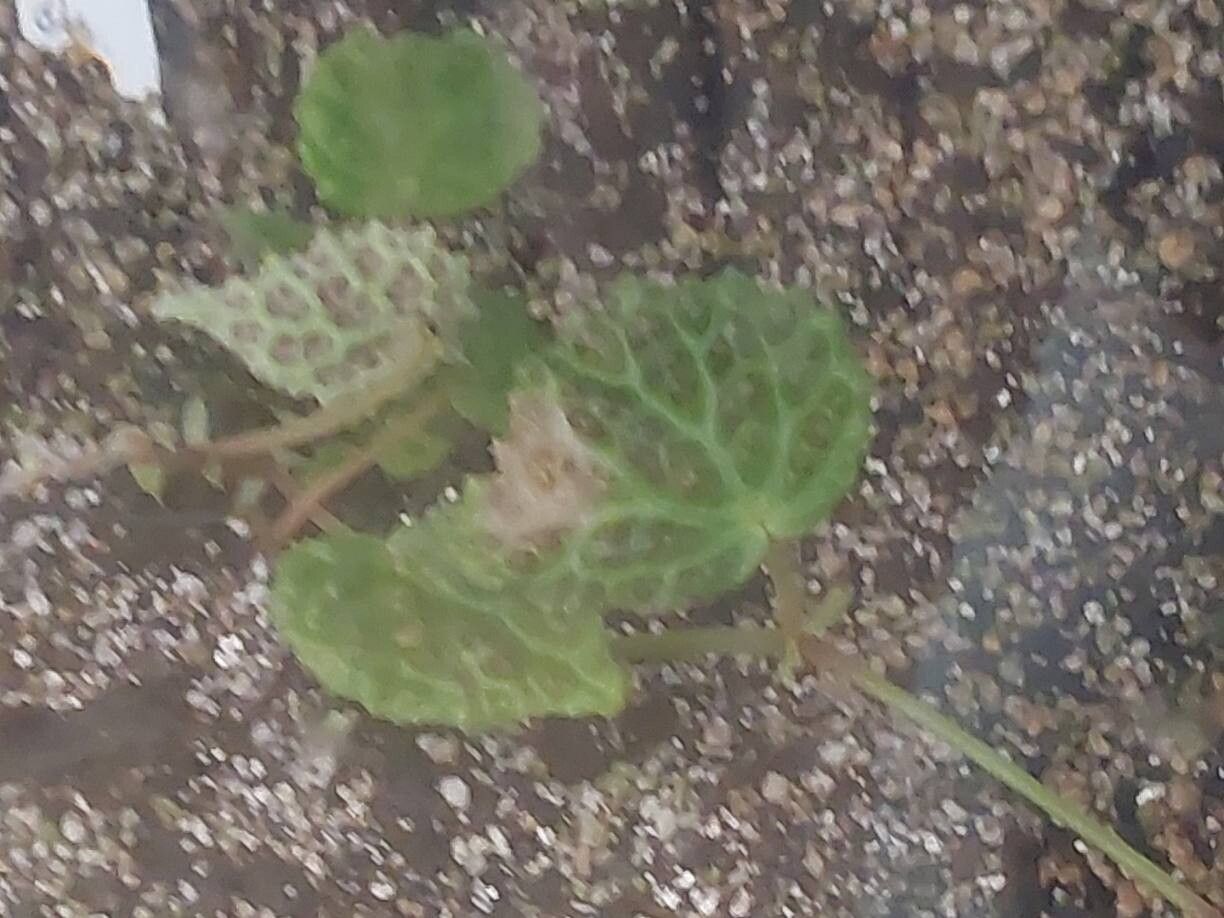 Begonia dracopelta — houseplant care guide