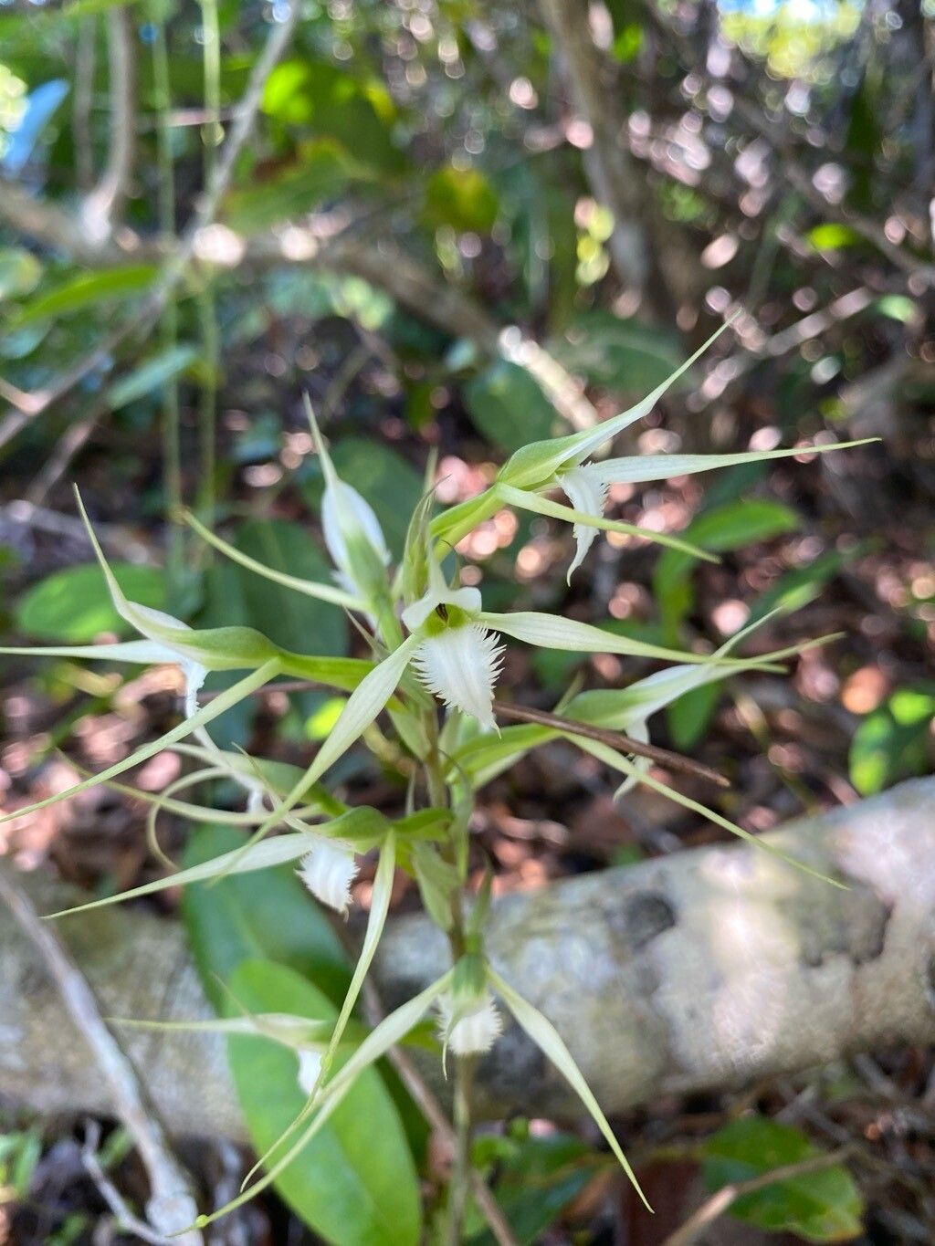 Eltroplectris calcarata — search result for 'Bahamas'