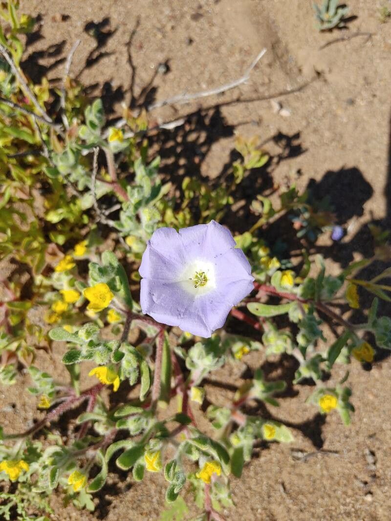 Phacelia douglasii — houseplant care guide