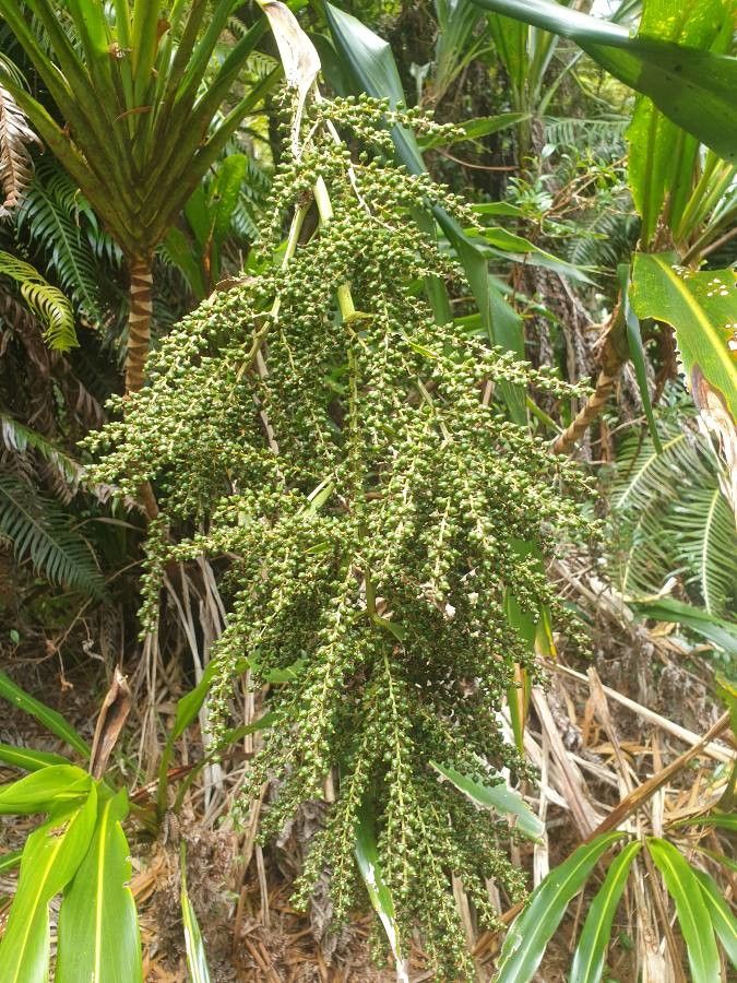 Cordyline mauritiana fruit