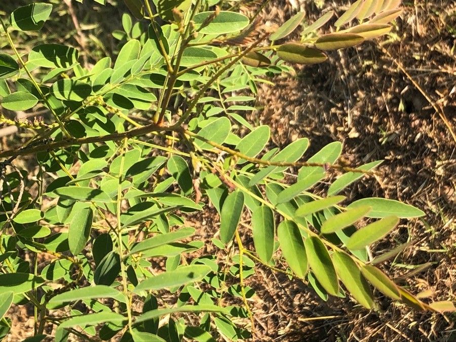 Amorpha nana — related species from the same genus