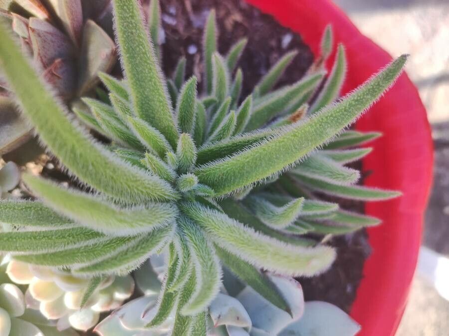 Crassula Mesembryanthemoides flower
