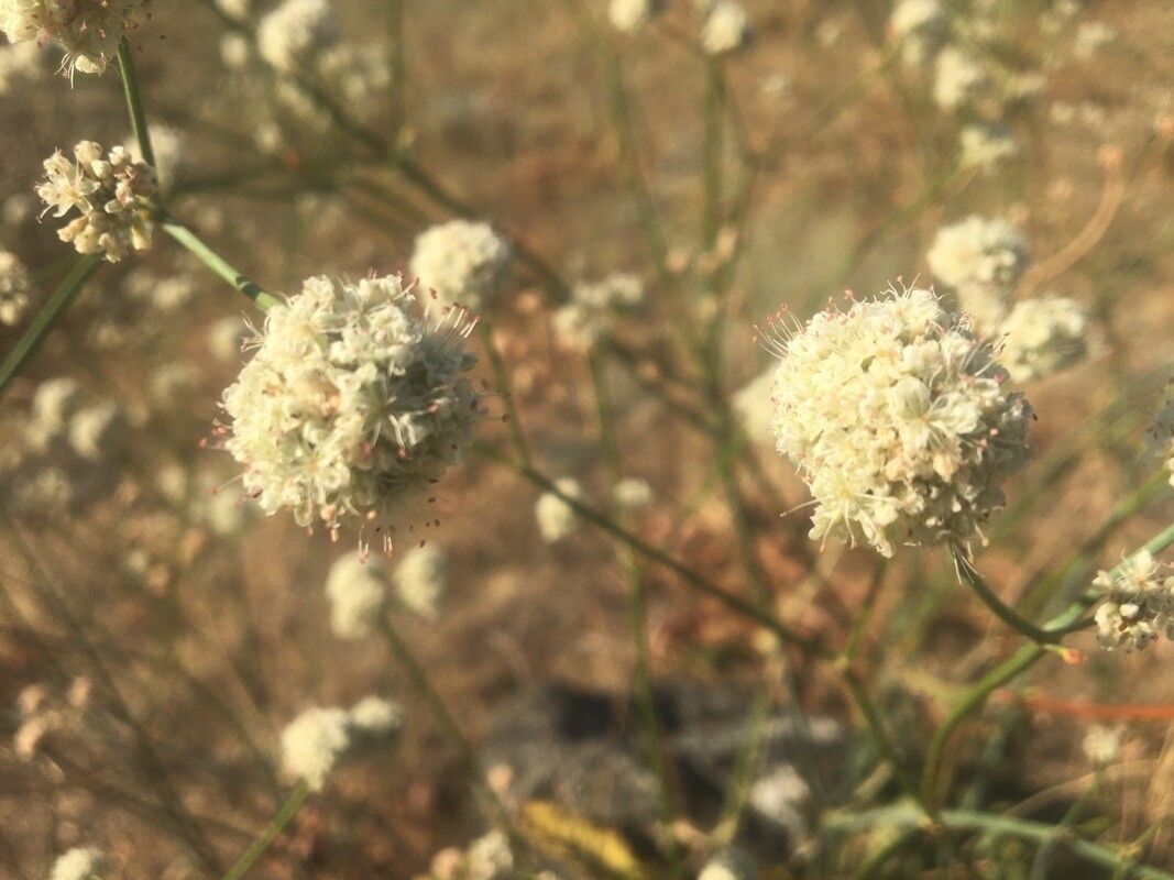 Eriogonum elatum flower