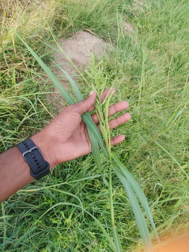 Echinochloa muricata fruit