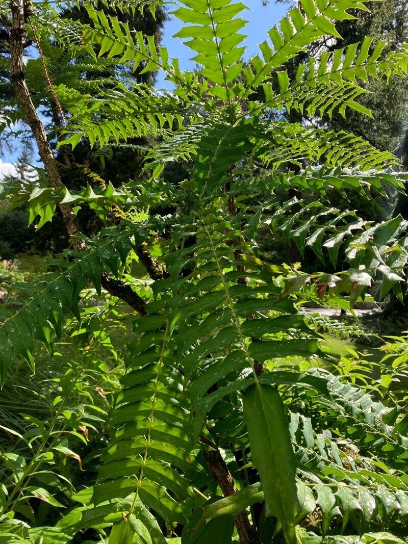 Mahonia oiwakensis leaf