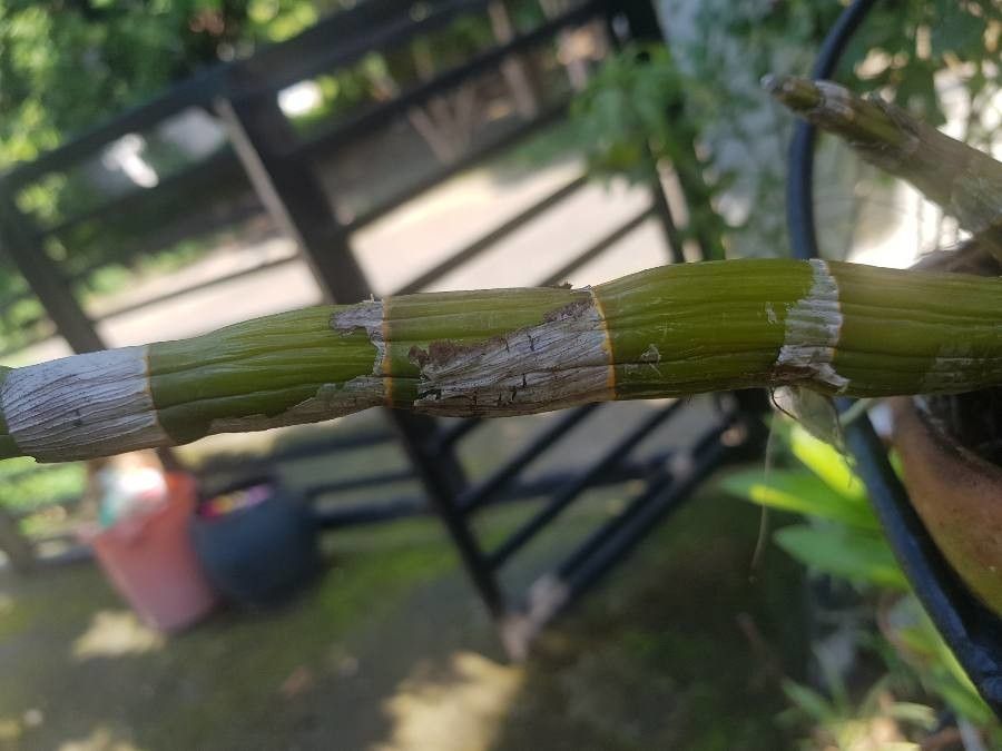 Dendrobium closterium bark