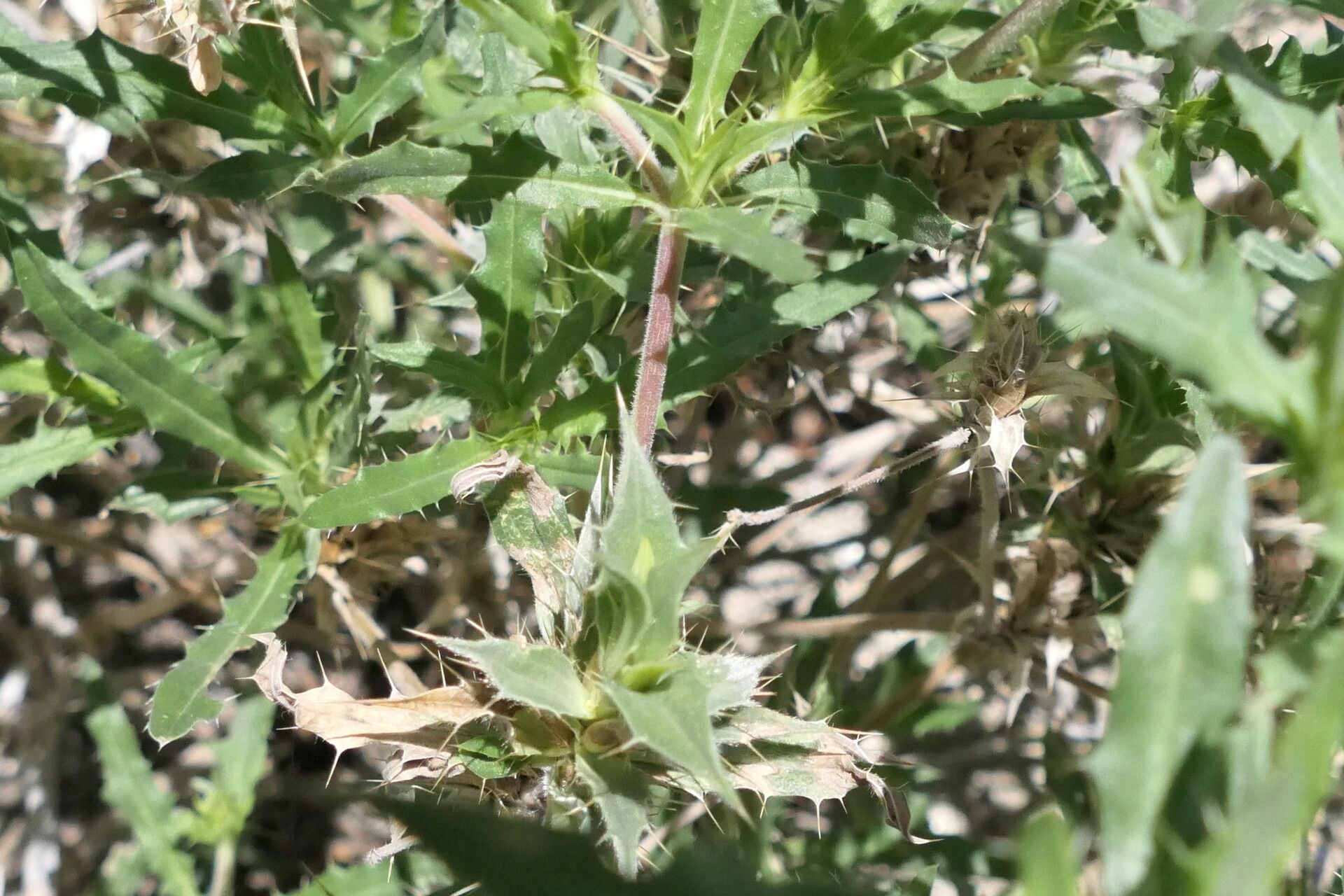 Blepharis obmitrata — houseplant care guide