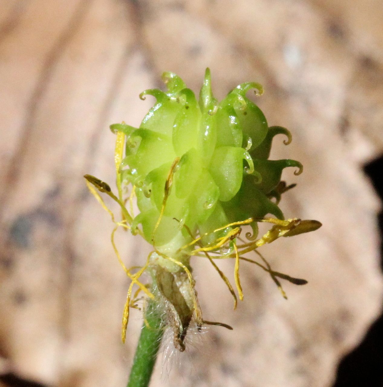 Ranunculus tuberosus fruit