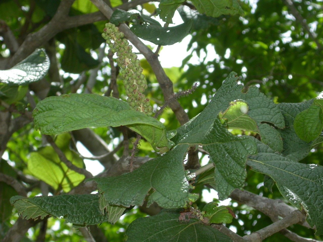 Coccoloba pubescens fruit