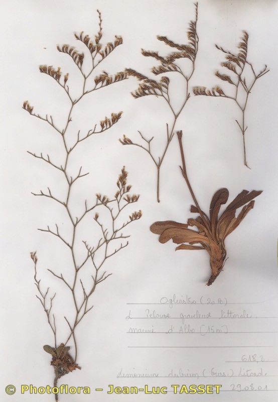 Limonium dubium habit