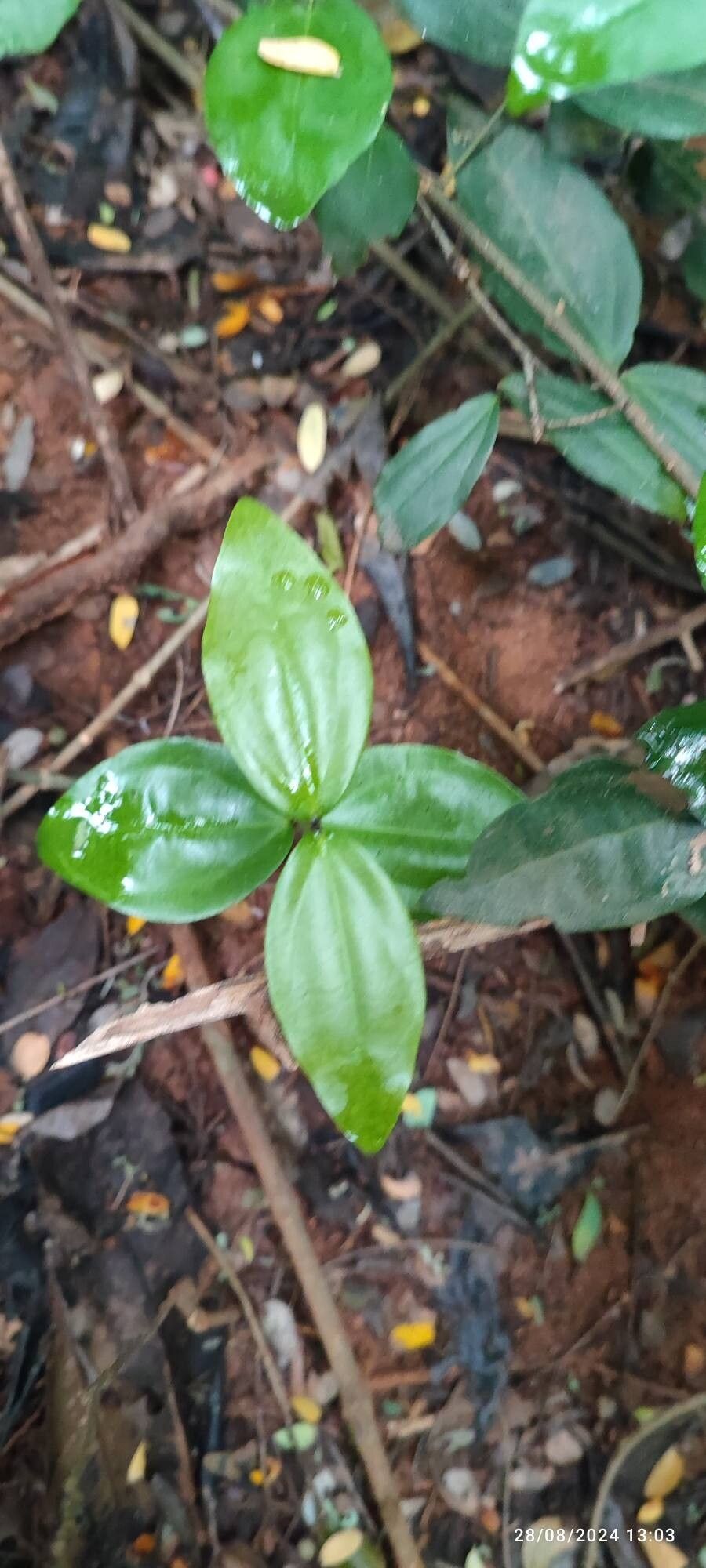 Strychnos minor — houseplant care guide