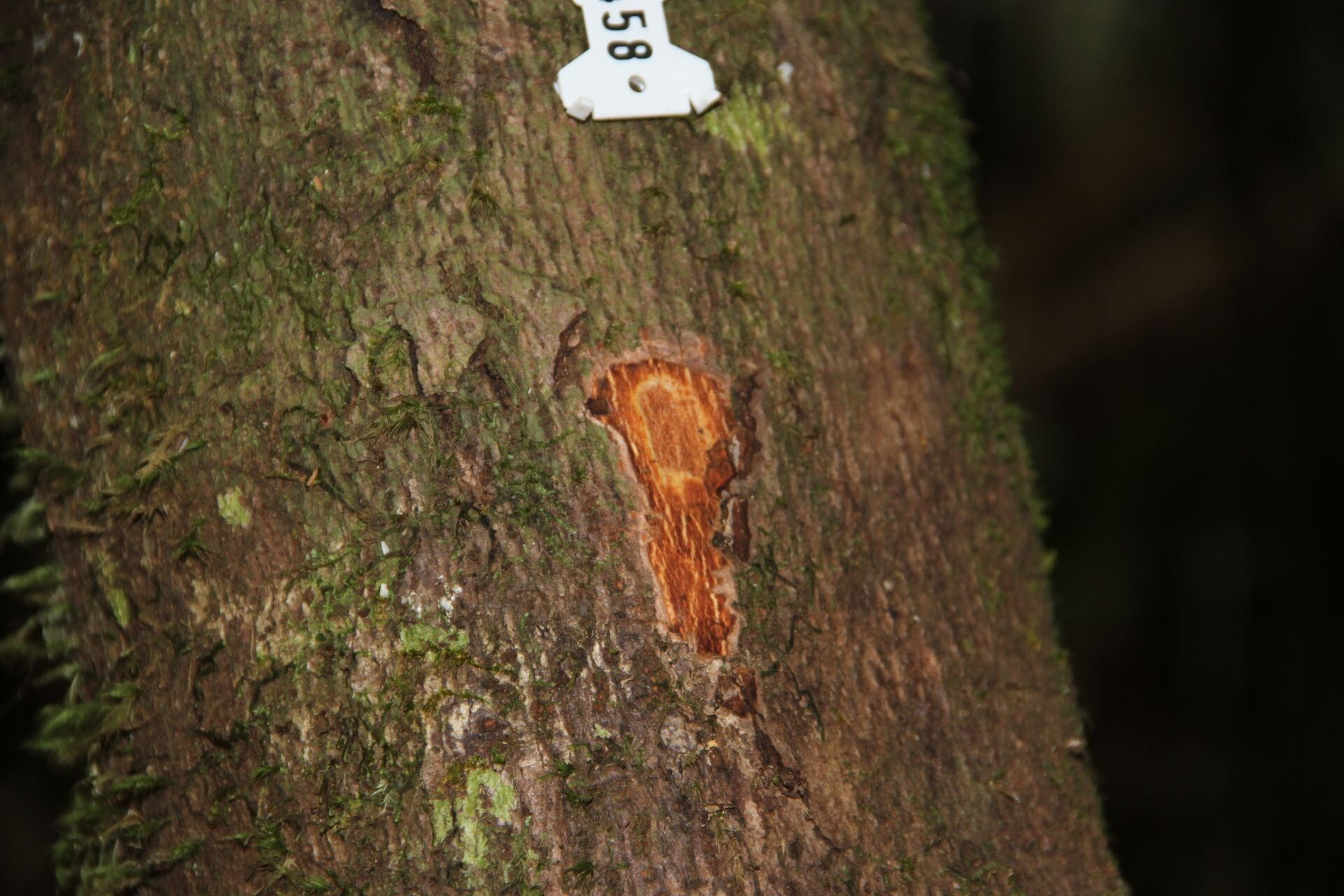 Beilschmiedia oreophila bark