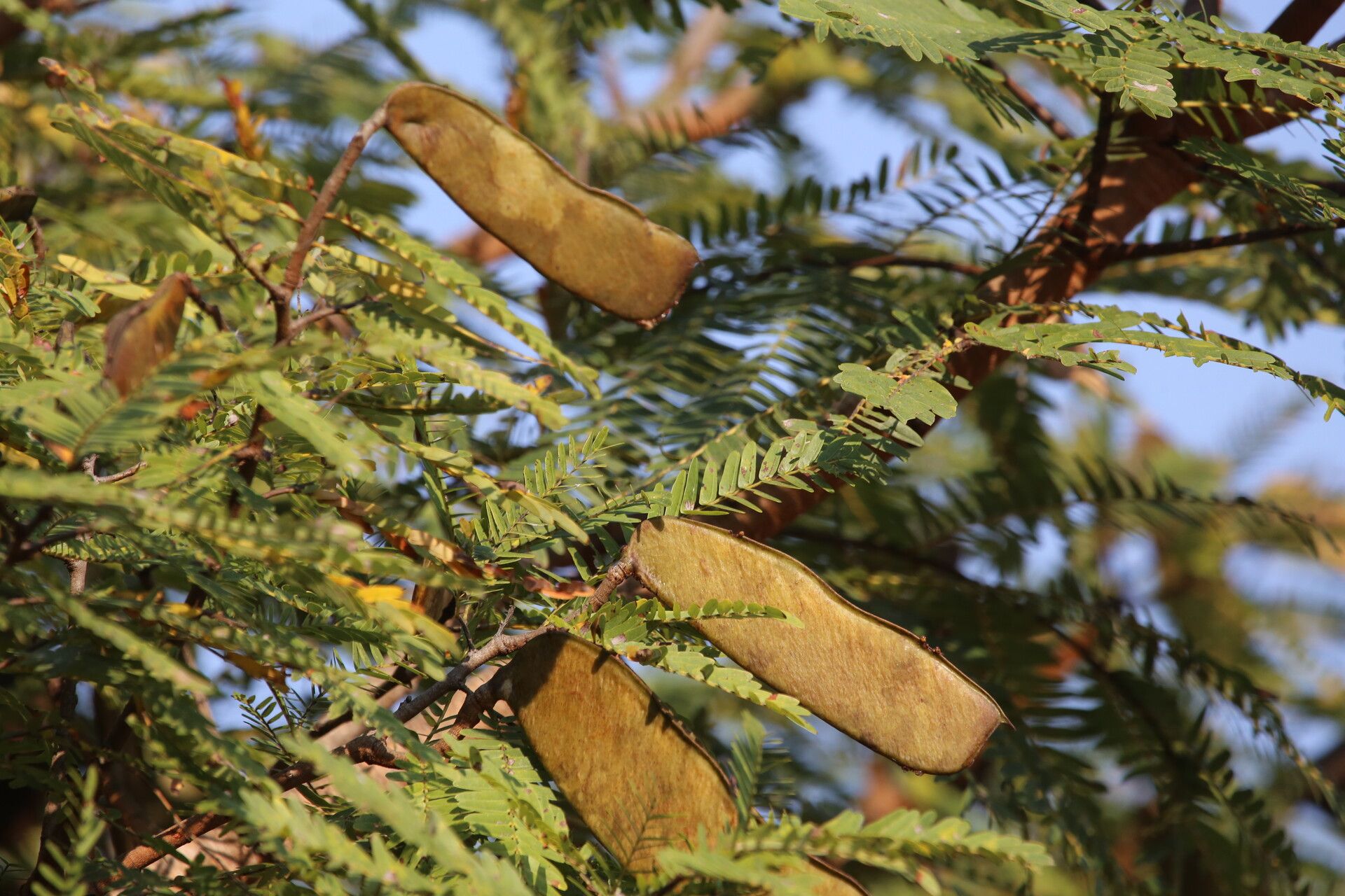 Brachystegia boehmii fruit