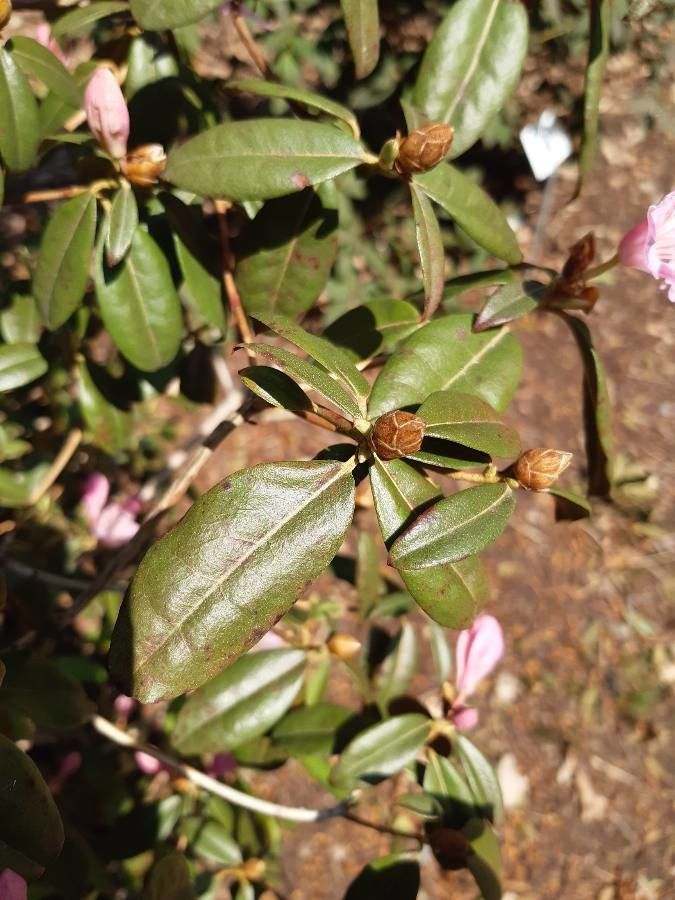 Rhododendron davidsonianum — search result for 'Ericaceae'
