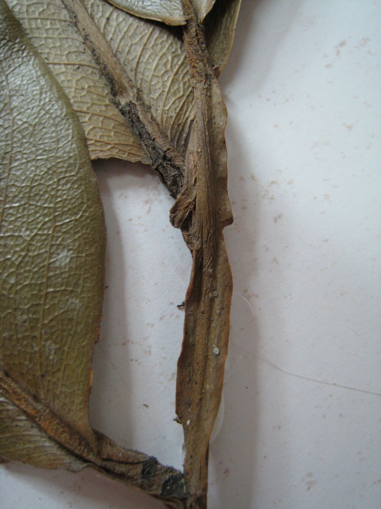 Eschweilera alata — related species from the same genus