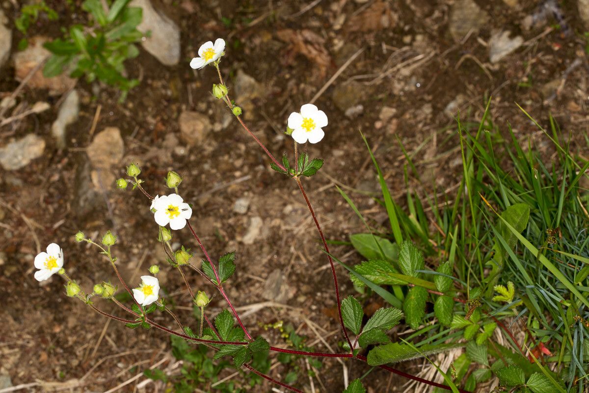Drymocallis rupestris flower