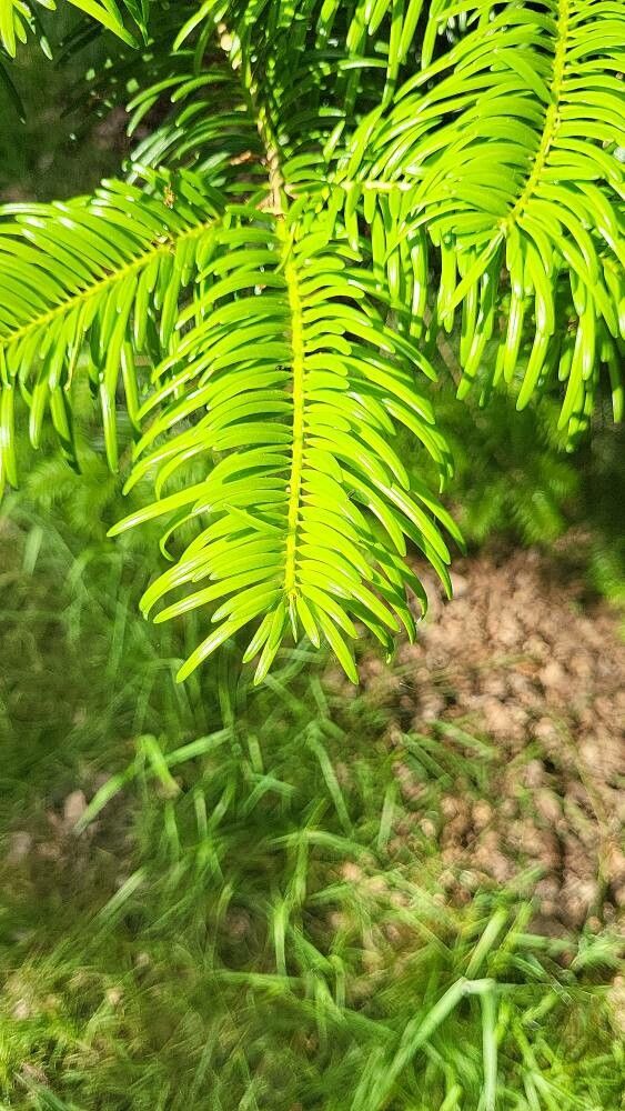 Abies chensiensis — houseplant care guide