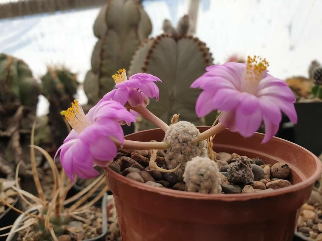 Cochemiea theresae leaf