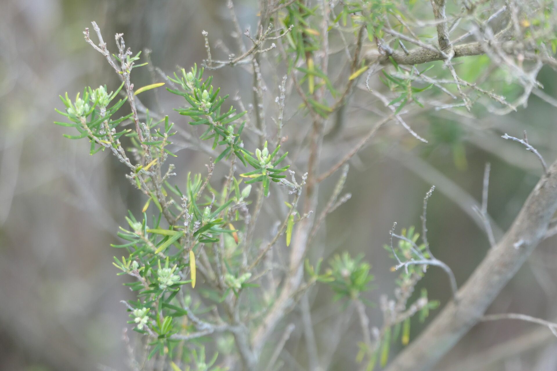 Erica caffra — search result for 'Lesotho'