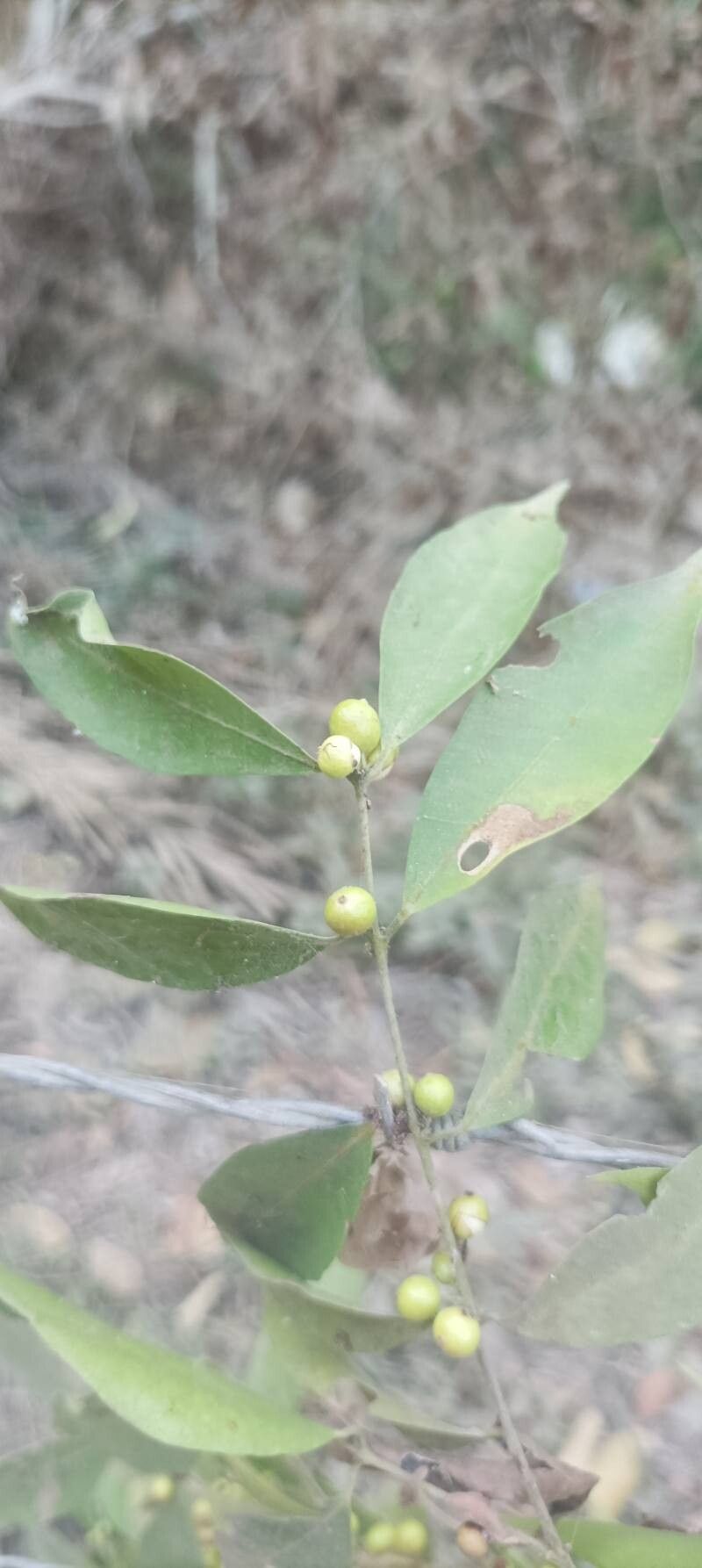 Eugenia acapulcensis leaf