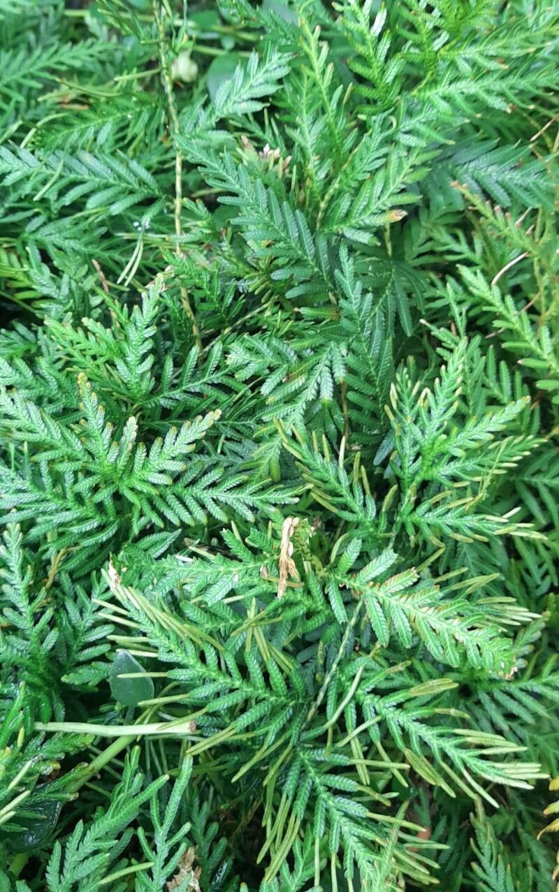 Selaginella wallichii habit