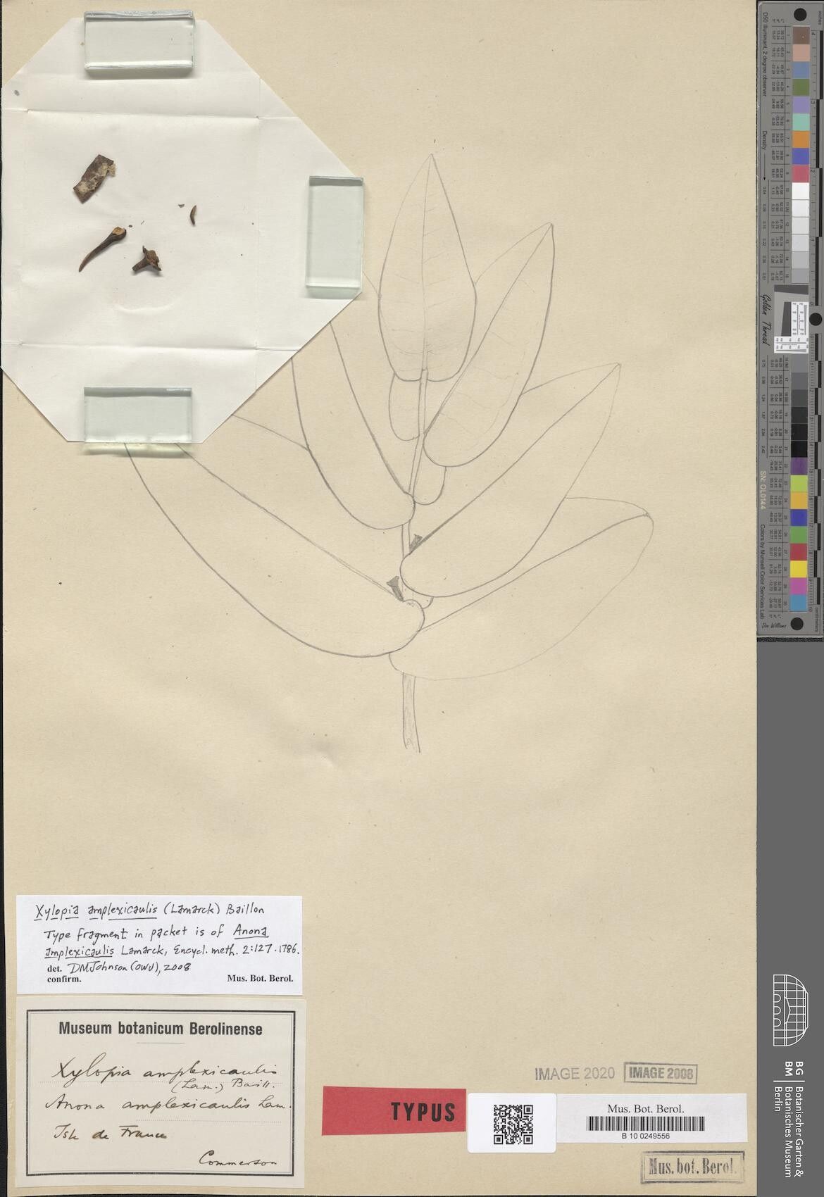 Xylopia amplexicaulis — houseplant care guide