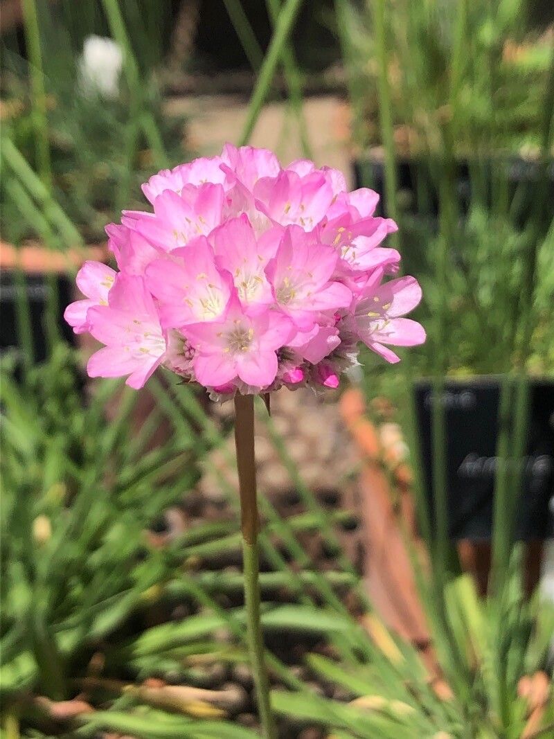 Armeria gaditiana flower