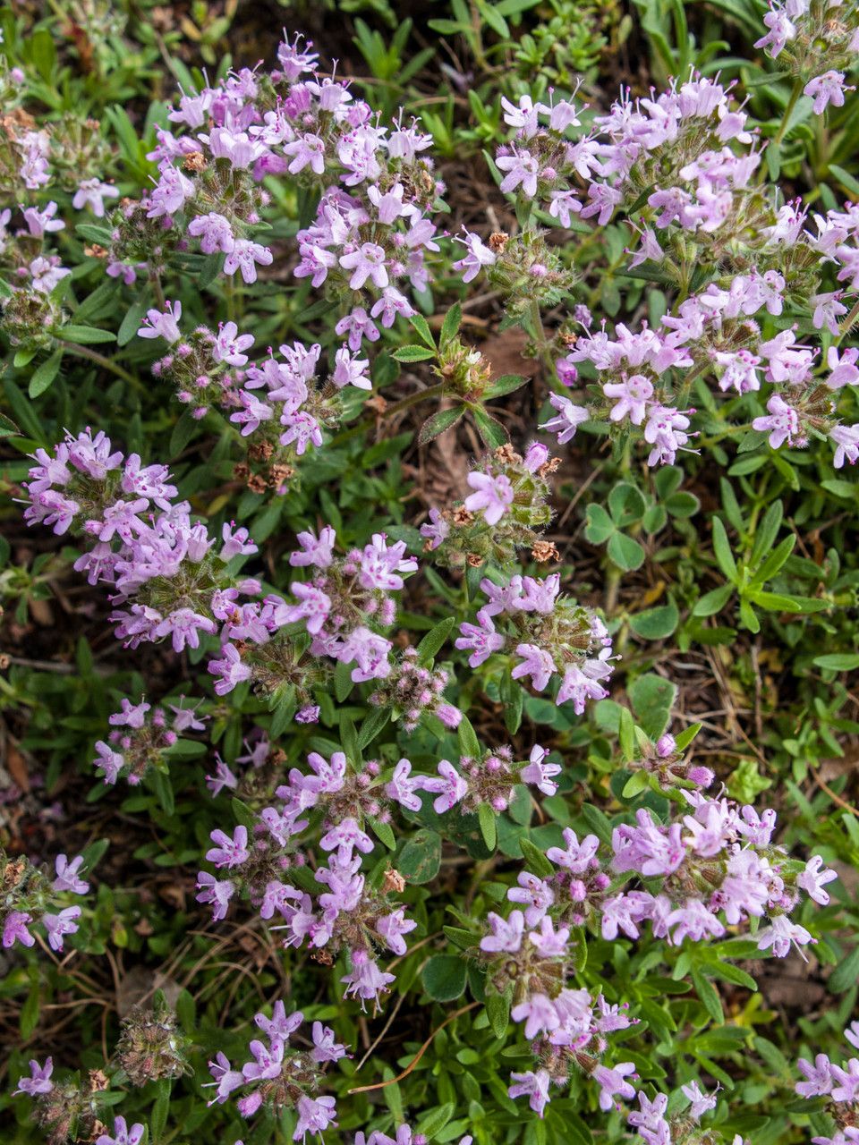 Thymus zygioides flower
