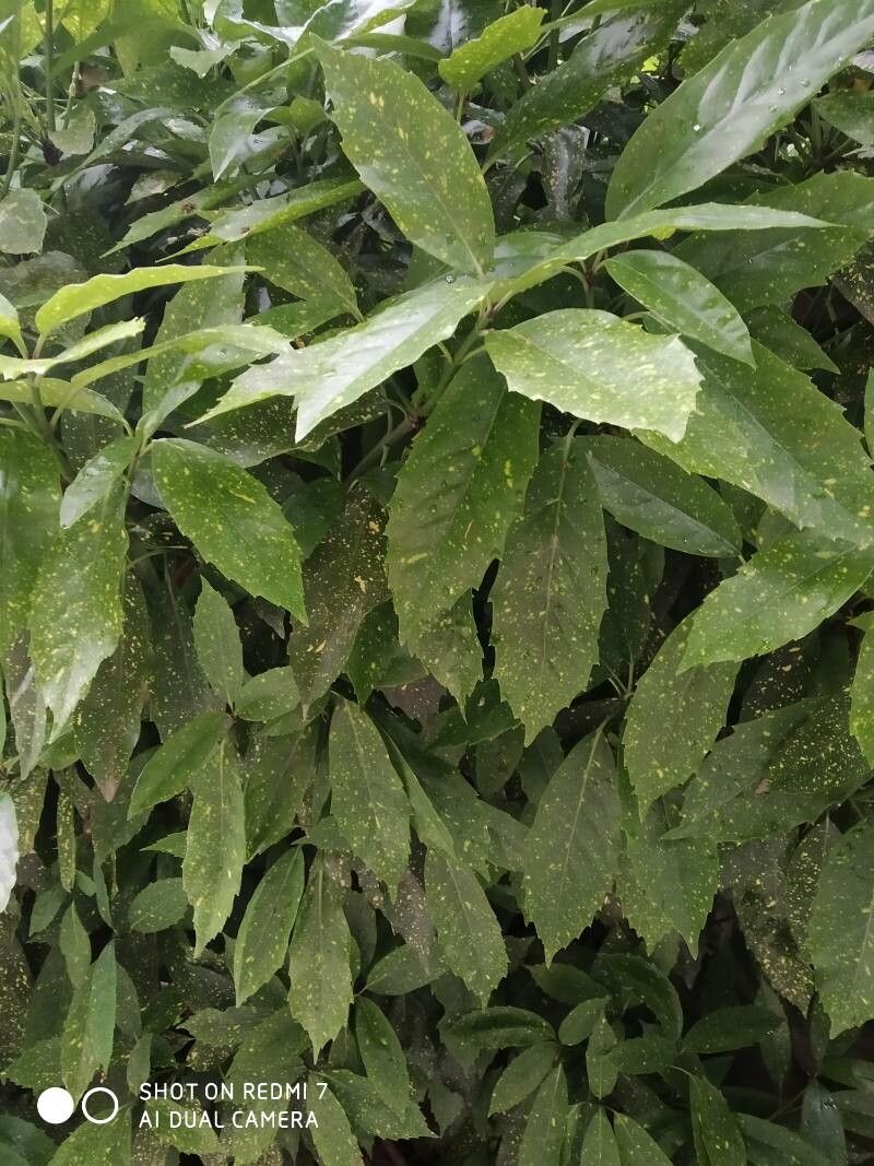 Aucuba chinensis leaf