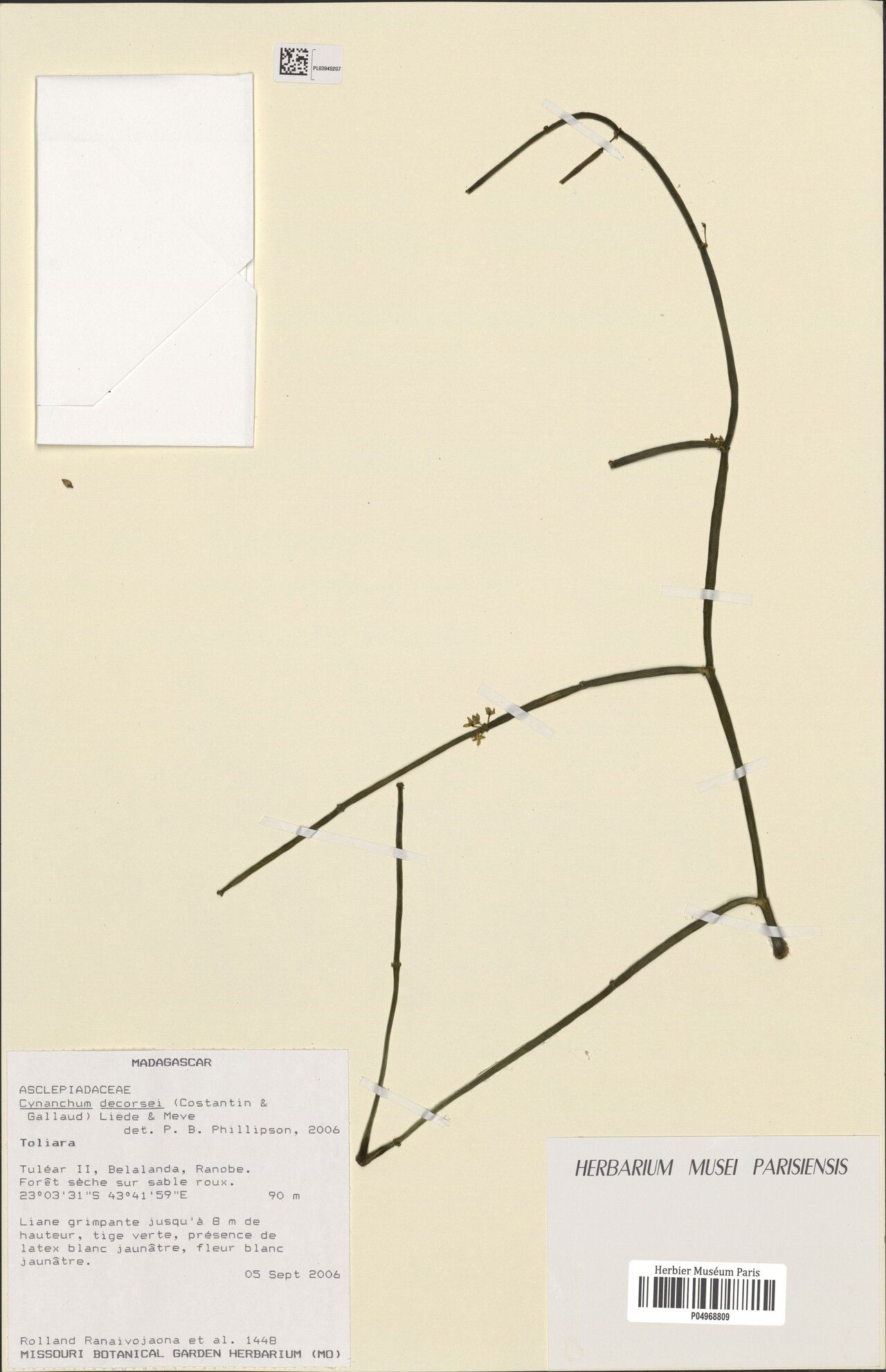 Cynanchum decorsei — houseplant care guide