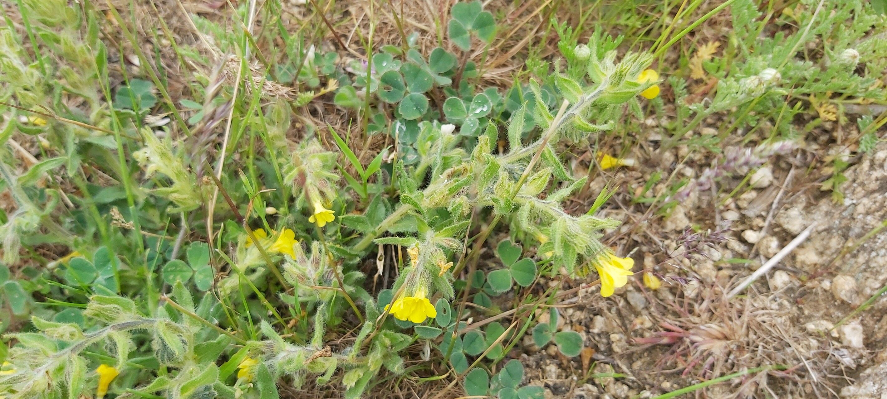 Alkanna primuliflora habit